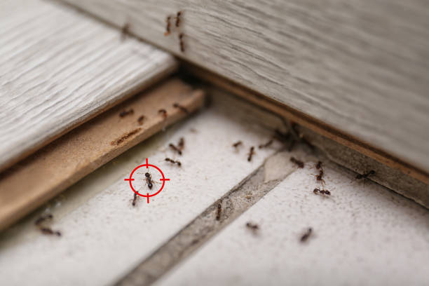 Best Local Pest Control Services  in Chevy Chase Heights, PA
